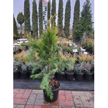 Кипарисовик Лавсона Стардаст | Chamaecyparis lawsoniana Stardust