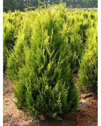 Кипарисовик Лавсона Стардаст | Chamaecyparis lawsoniana Stardust