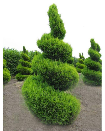 Кипарисовик Лавсона Стардаст | Chamaecyparis lawsoniana Stardust
