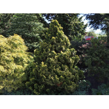 Кипарисовик тупий Аврора / Кипарисовик Аврора | Chamaecyparis obtusa Avrora | Кипарисовик тупой Аврора / Кипарисовик Аврора