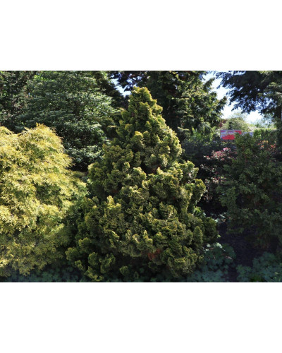 Кипарисовик тупий Аврора / Кипарисовик Аврора | Chamaecyparis obtusa Avrora | Кипарисовик тупой Аврора / Кипарисовик Аврора