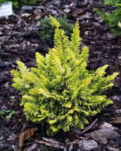 Кипарисовик тупий Тетрагона Ауреа / Кипарисовик Тетрагона Ауреа | Chamaecyparis obtusa Tetragona Aurea | Кипарисовик тупой Тетрагона Ауреа / Кипарисовик Тетрагона Ауреа