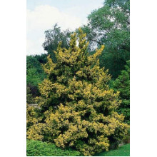 Кипарисовик тупий Тетрагона Ауреа / Кипарисовик Тетрагона Ауреа | Chamaecyparis obtusa Tetragona Aurea | Кипарисовик тупой Тетрагона Ауреа / Кипарисовик Тетрагона Ауреа