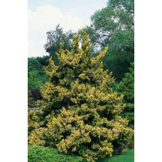 Кипарисовик тупий Тетрагона Ауреа / Кипарисовик Тетрагона Ауреа | Chamaecyparis obtusa Tetragona Aurea | Кипарисовик тупой Тетрагона Ауреа / Кипарисовик Тетрагона Ауреа