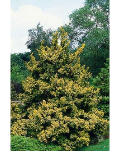 Кипарисовик тупий Тетрагона Ауреа / Кипарисовик Тетрагона Ауреа | Chamaecyparis obtusa Tetragona Aurea | Кипарисовик тупой Тетрагона Ауреа / Кипарисовик Тетрагона Ауреа