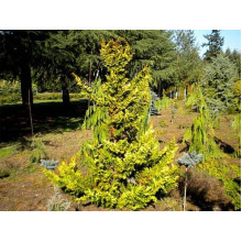 Кипарисовик тупий Тетрагона Ауреа / Кипарисовик Тетрагона Ауреа | Chamaecyparis obtusa Tetragona Aurea | Кипарисовик тупой Тетрагона Ауреа / Кипарисовик Тетрагона Ауреа