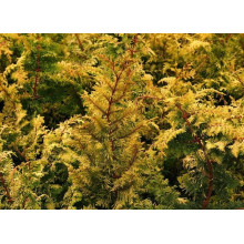 Кипарисовик тупий Тетрагона Ауреа / Кипарисовик Тетрагона Ауреа | Chamaecyparis obtusa Tetragona Aurea | Кипарисовик тупой Тетрагона Ауреа / Кипарисовик Тетрагона Ауреа