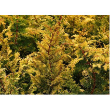 Кипарисовик тупий Тетрагона Ауреа / Кипарисовик Тетрагона Ауреа | Chamaecyparis obtusa Tetragona Aurea | Кипарисовик тупой Тетрагона Ауреа / Кипарисовик Тетрагона Ауреа
