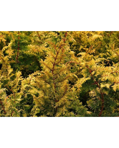 Кипарисовик тупий Тетрагона Ауреа / Кипарисовик Тетрагона Ауреа | Chamaecyparis obtusa Tetragona Aurea | Кипарисовик тупой Тетрагона Ауреа / Кипарисовик Тетрагона Ауреа