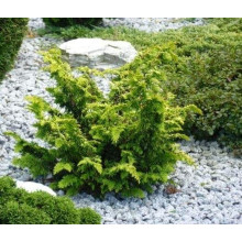 Кипарисовик тупий Тетрагона Ауреа / Кипарисовик Тетрагона Ауреа | Chamaecyparis obtusa Tetragona Aurea | Кипарисовик тупой Тетрагона Ауреа / Кипарисовик Тетрагона Ауреа