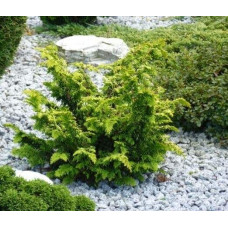 Кипарисовик тупий Тетрагона Ауреа / Кипарисовик Тетрагона Ауреа | Chamaecyparis obtusa Tetragona Aurea | Кипарисовик тупой Тетрагона Ауреа / Кипарисовик Тетрагона Ауреа