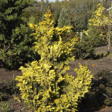 Кипарисовик тупий Тетрагона Ауреа / Кипарисовик Тетрагона Ауреа | Chamaecyparis obtusa Tetragona Aurea | Кипарисовик тупой Тетрагона Ауреа / Кипарисовик Тетрагона Ауреа