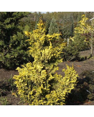 Кипарисовик тупий Тетрагона Ауреа / Кипарисовик Тетрагона Ауреа | Chamaecyparis obtusa Tetragona Aurea | Кипарисовик тупой Тетрагона Ауреа / Кипарисовик Тетрагона Ауреа