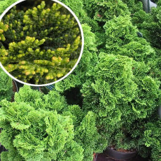 Кипарисовик туполистий Нана Грациліс на штамбі | Chamaecyparis obtusa Nana Gracilis on shtambe | Кипарисовик туполистный Нана Грацилис на штамбе