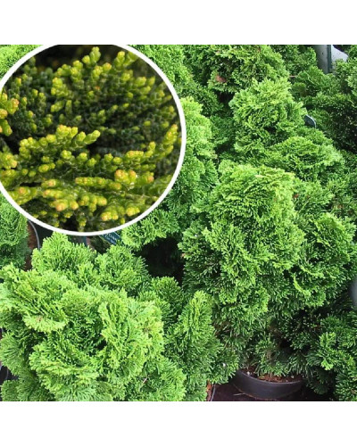 Кипарисовик туполистий Нана Грациліс на штамбі | Chamaecyparis obtusa Nana Gracilis on shtambe | Кипарисовик туполистный Нана Грацилис на штамбе