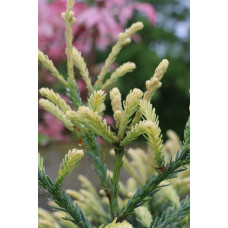 Секвоя вічнозелена Адпресса | Секвойя вечнозеленая Адпресса | Sequoia sempervirens Adpressa