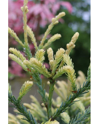 Секвоя вічнозелена Адпресса | Секвойя вечнозеленая Адпресса | Sequoia sempervirens Adpressa