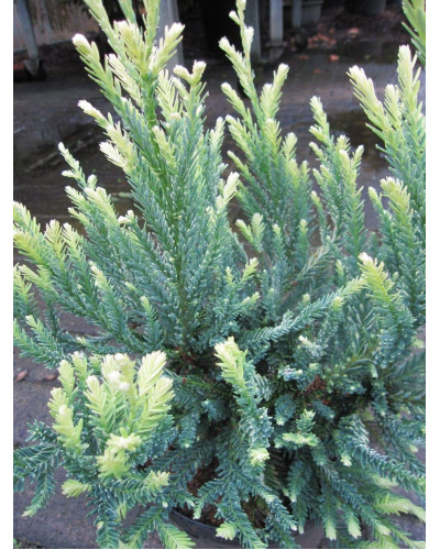 Секвоя вічнозелена Адпресса | Секвойя вечнозеленая Адпресса | Sequoia sempervirens Adpressa