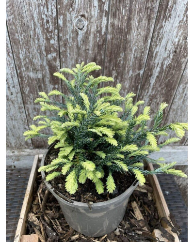 Секвоя вічнозелена Адпресса | Секвойя вечнозеленая Адпресса | Sequoia sempervirens Adpressa