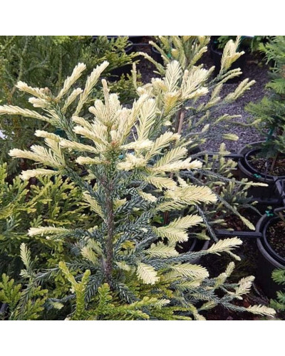 Секвоя вічнозелена Адпресса | Секвойя вечнозеленая Адпресса | Sequoia sempervirens Adpressa
