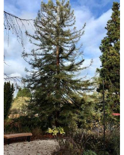 Секвоя вічнозелена Адпресса | Секвойя вечнозеленая Адпресса | Sequoia sempervirens Adpressa
