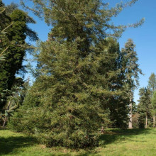 Секвоя вічнозелена Адпресса | Секвойя вечнозеленая Адпресса | Sequoia sempervirens Adpressa