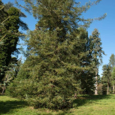 Секвоя вічнозелена Адпресса | Секвойя вечнозеленая Адпресса | Sequoia sempervirens Adpressa