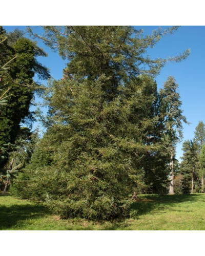 Секвоя вічнозелена Адпресса | Секвойя вечнозеленая Адпресса | Sequoia sempervirens Adpressa