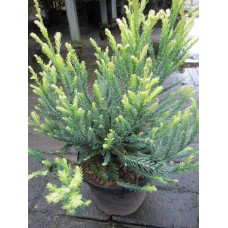 Секвоя вічнозелена Адпресса | Секвойя вечнозеленая Адпресса | Sequoia sempervirens Adpressa