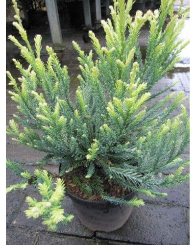 Секвоя вічнозелена Адпресса | Секвойя вечнозеленая Адпресса | Sequoia sempervirens Adpressa