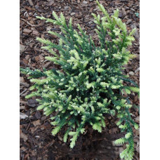 Секвоя вічнозелена Адпресса | Секвойя вечнозеленая Адпресса | Sequoia sempervirens Adpressa