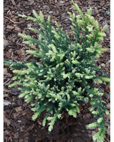 Секвоя вічнозелена Адпресса | Секвойя вечнозеленая Адпресса | Sequoia sempervirens Adpressa