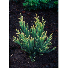 Секвоя вічнозелена Адпресса | Секвойя вечнозеленая Адпресса | Sequoia sempervirens Adpressa