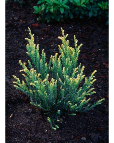 Секвоя вічнозелена Адпресса | Секвойя вечнозеленая Адпресса | Sequoia sempervirens Adpressa