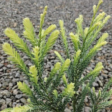 Секвоя вічнозелена Адпресса | Секвойя вечнозеленая Адпресса | Sequoia sempervirens Adpressa