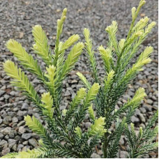 Секвоя вічнозелена Адпресса | Секвойя вечнозеленая Адпресса | Sequoia sempervirens Adpressa