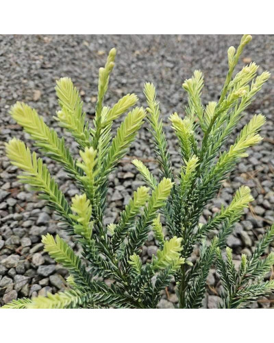 Секвоя вічнозелена Адпресса | Секвойя вечнозеленая Адпресса | Sequoia sempervirens Adpressa
