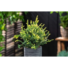Секвоя вічнозелена Адпресса | Секвойя вечнозеленая Адпресса | Sequoia sempervirens Adpressa