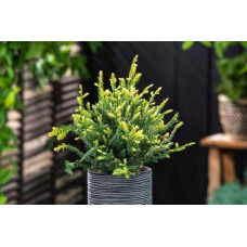 Секвоя вічнозелена Адпресса | Секвойя вечнозеленая Адпресса | Sequoia sempervirens Adpressa