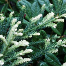 Секвоя вічнозелена Адпресса | Секвойя вечнозеленая Адпресса | Sequoia sempervirens Adpressa