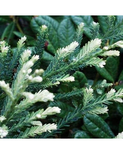Секвоя вічнозелена Адпресса | Секвойя вечнозеленая Адпресса | Sequoia sempervirens Adpressa
