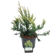 Секвоя вічнозелена Адпресса | Секвойя вечнозеленая Адпресса | Sequoia sempervirens Adpressa