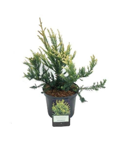 Секвоя вічнозелена Адпресса | Секвойя вечнозеленая Адпресса | Sequoia sempervirens Adpressa