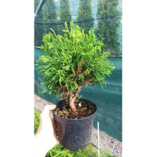 Кипарисовик тупий Брігітте / Кипарисовик Брігітте | Chamaecyparis obtusa Brigitte | Кипарисовик тупой Бригитте / Кипарисовик Бригитте