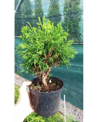 Кипарисовик тупий Брігітте / Кипарисовик Брігітте | Chamaecyparis obtusa Brigitte | Кипарисовик тупой Бригитте / Кипарисовик Бригитте