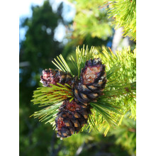 Сосна Гельдрейха / бiлокора Компакт Джем (штамб) | Pinus heldreichii / leucodermis Compact Gem (shtamb) | Сосна Гельдрейха / белокорая Компакт Джем (штамб)