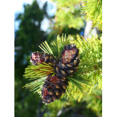 Сосна Гельдрейха / бiлокора Компакт Джем (штамб) | Pinus heldreichii / leucodermis Compact Gem (shtamb) | Сосна Гельдрейха / белокорая Компакт Джем (штамб)
