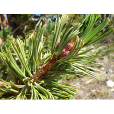 Сосна Гельдрейха / бiлокора Компакт Джем (штамб) | Pinus heldreichii / leucodermis Compact Gem (shtamb) | Сосна Гельдрейха / белокорая Компакт Джем (штамб)