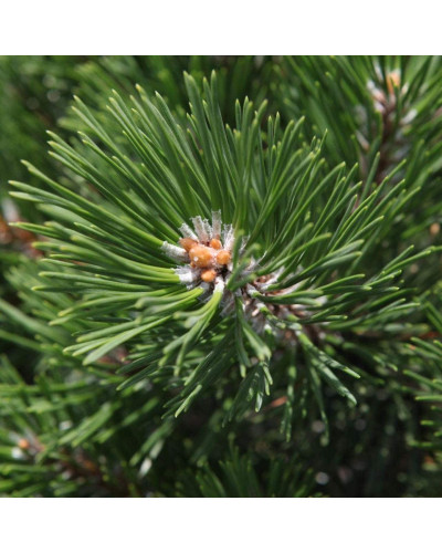Сосна гірська Гном на штамбі |Сосна горная Гном на штамбе | Pinus mugo Gnom on shtambe