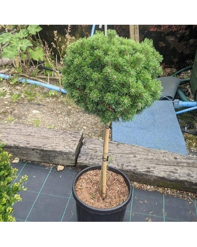 Сосна гірська Гном на штамбі |Сосна горная Гном на штамбе | Pinus mugo Gnom on shtambe